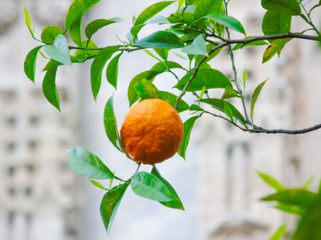 Creme de cenoura e laranja